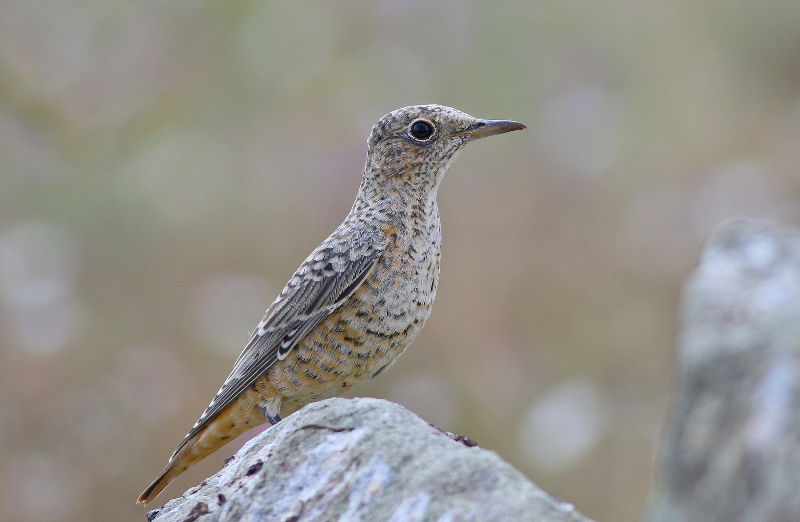 Rufous-tailed Rock-Thrush